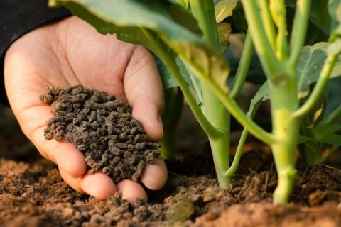 PHÂN BÓN HỮU CƠ: XU HƯỚNG TẤT YẾU TRONG NÔNG NGHIỆP HIỆN ĐẠI