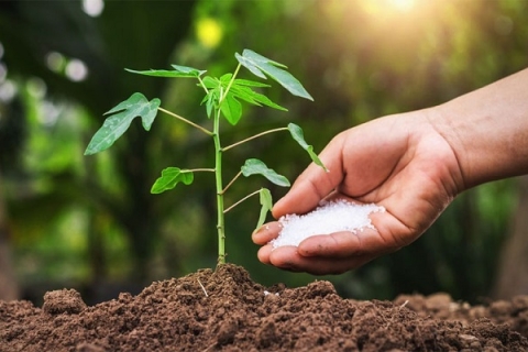 TIN TỨC NGÀNH PHÂN BÓN TRÊN THỊ TRƯỜNG HIỆN NAY: NHỮNG CHUYỂN BIẾN NỔI BẬT 